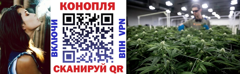 где купить   Кызыл  Каннабис семена 